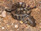 Western tiger salamander, Colorado, Usa. Art Print